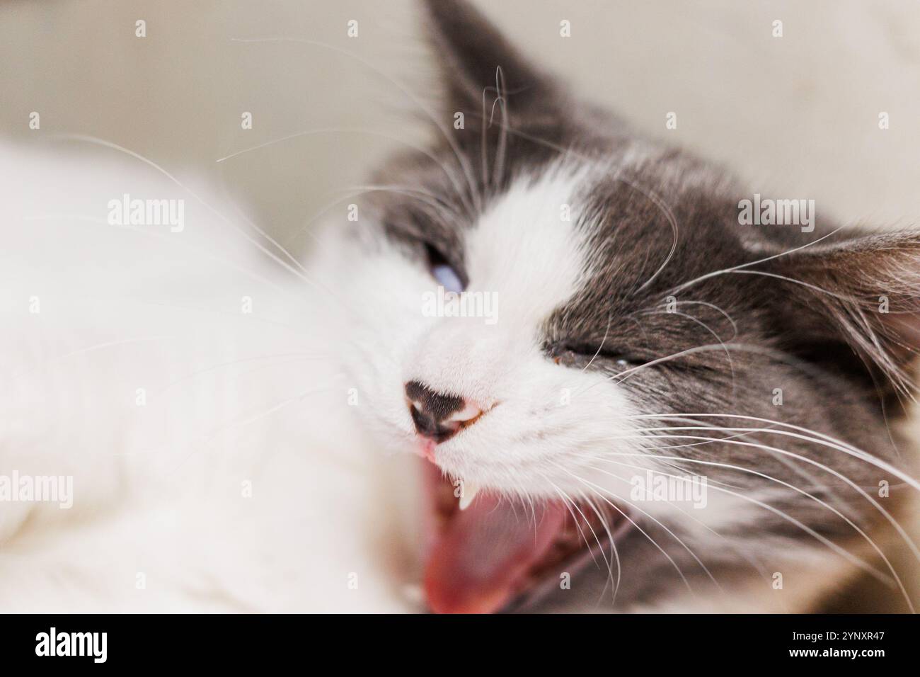 Ein ruhiges Porträt einer grau-weißen Katze, die auf einer Holzoberfläche an einer Betonwand liegt und ihren flauschigen Schwanz und ihre entspannte Haltung zeigt. Stockfoto