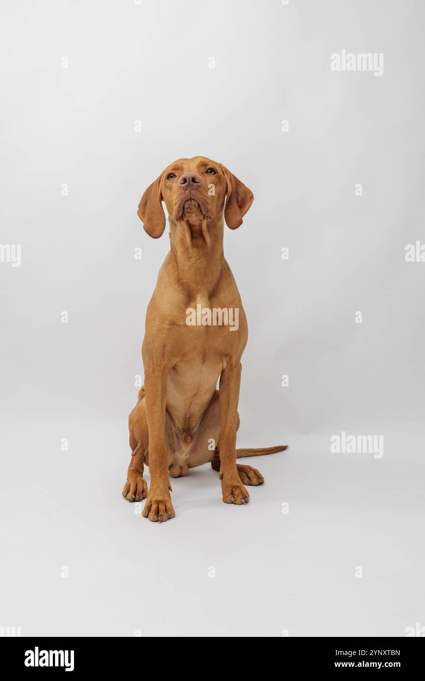 Ungarischer vizsla-Welpe sitzt vor weißem Hintergrund im Atelier Stockfoto