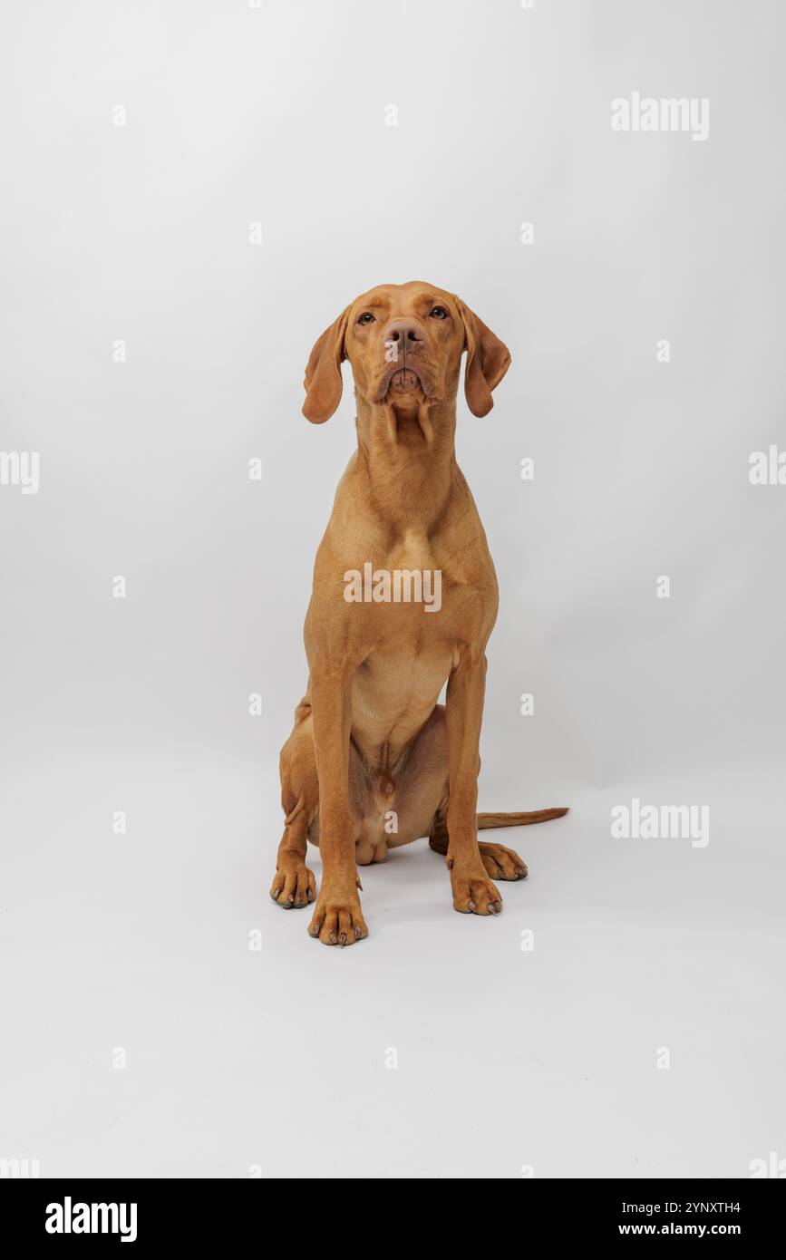 Ungarischer vizsla-Welpe sitzt vor weißem Hintergrund im Atelier Stockfoto