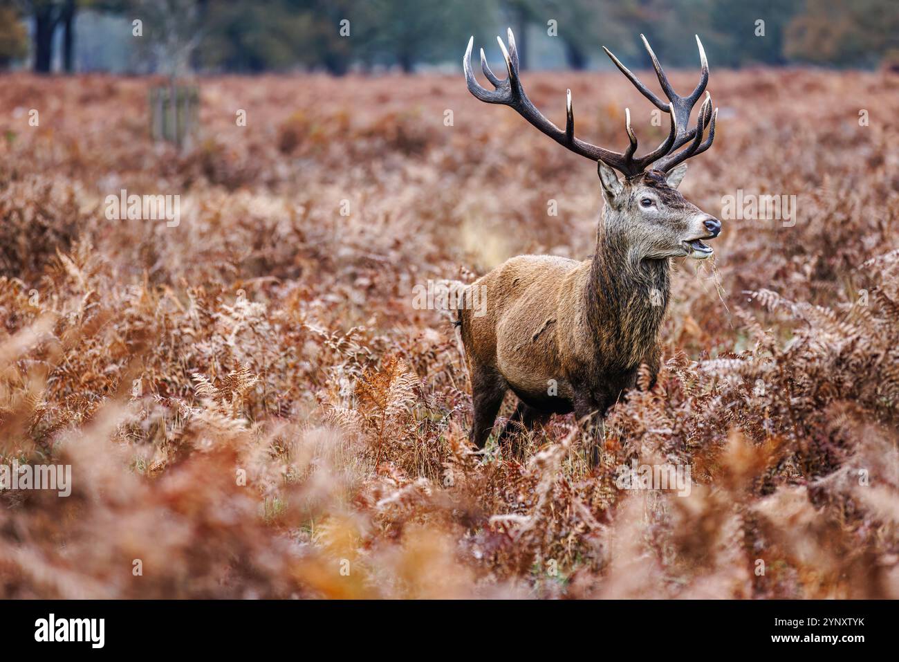 Ein Hirschhirsch (Cervus elaphus) mit großen Geweihen im Richmond Park, der in der Wintersaison in Bracken, London, Südosten Englands steht Stockfoto