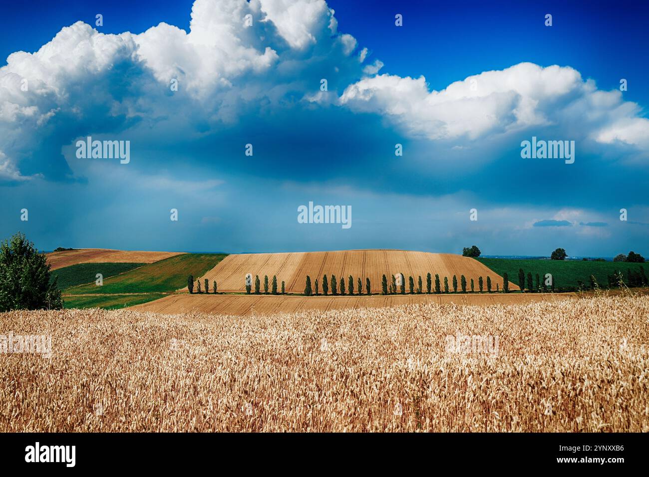 Weizenfelder im ländlichen Raum, San Salvatore Monferrato, Alessandria, Piemont, Italien Stockfoto