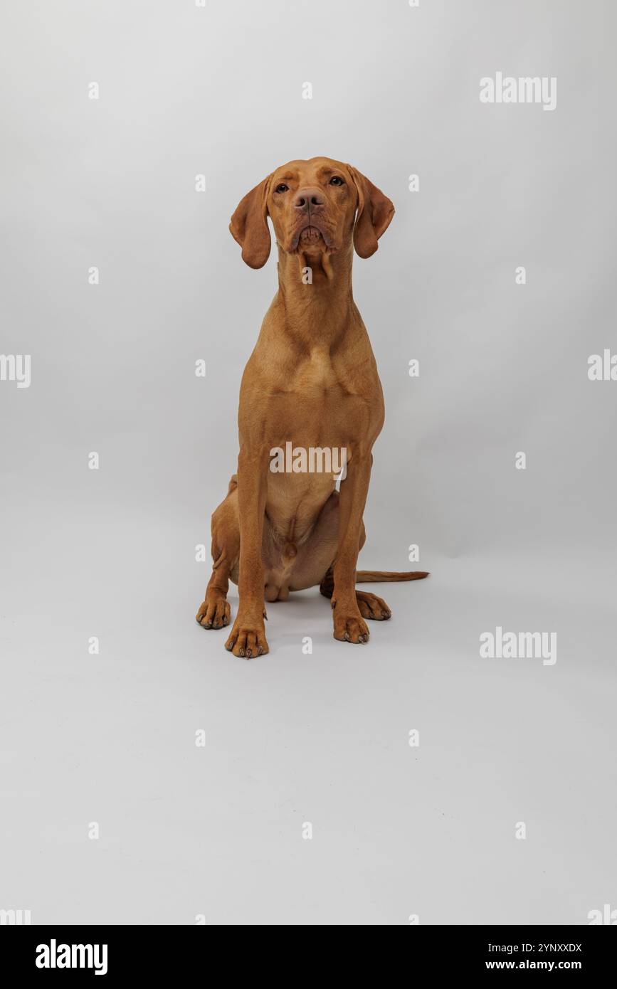 Ungarischer vizsla-Welpe sitzt vor weißem Hintergrund im Atelier Stockfoto