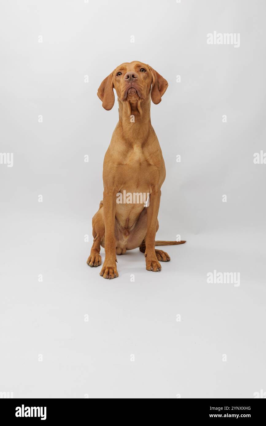 Ungarischer vizsla-Welpe sitzt vor weißem Hintergrund im Atelier Stockfoto