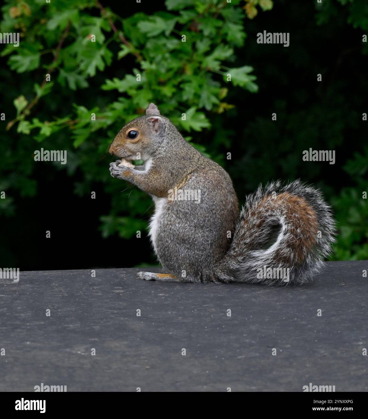 Eine Seitenansicht von Sciurus carolinesis, ein graues Eichhörnchen, das sich ernährt. Es steht auf seinen Hinterbeinen auf einem Dach mit grünem Hintergrund. Gut fokussiert. Stockfoto
