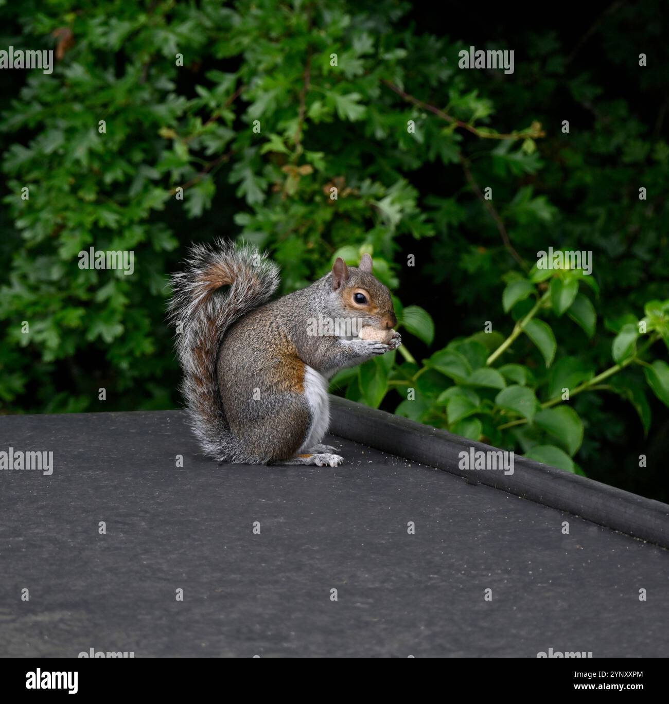 Eine Seitenansicht von Sciurus carolinesis, ein graues Eichhörnchen, das sich ernährt. Es steht auf seinen Hinterbeinen auf einem Dach mit grünem Hintergrund. Gut fokussiert. Stockfoto