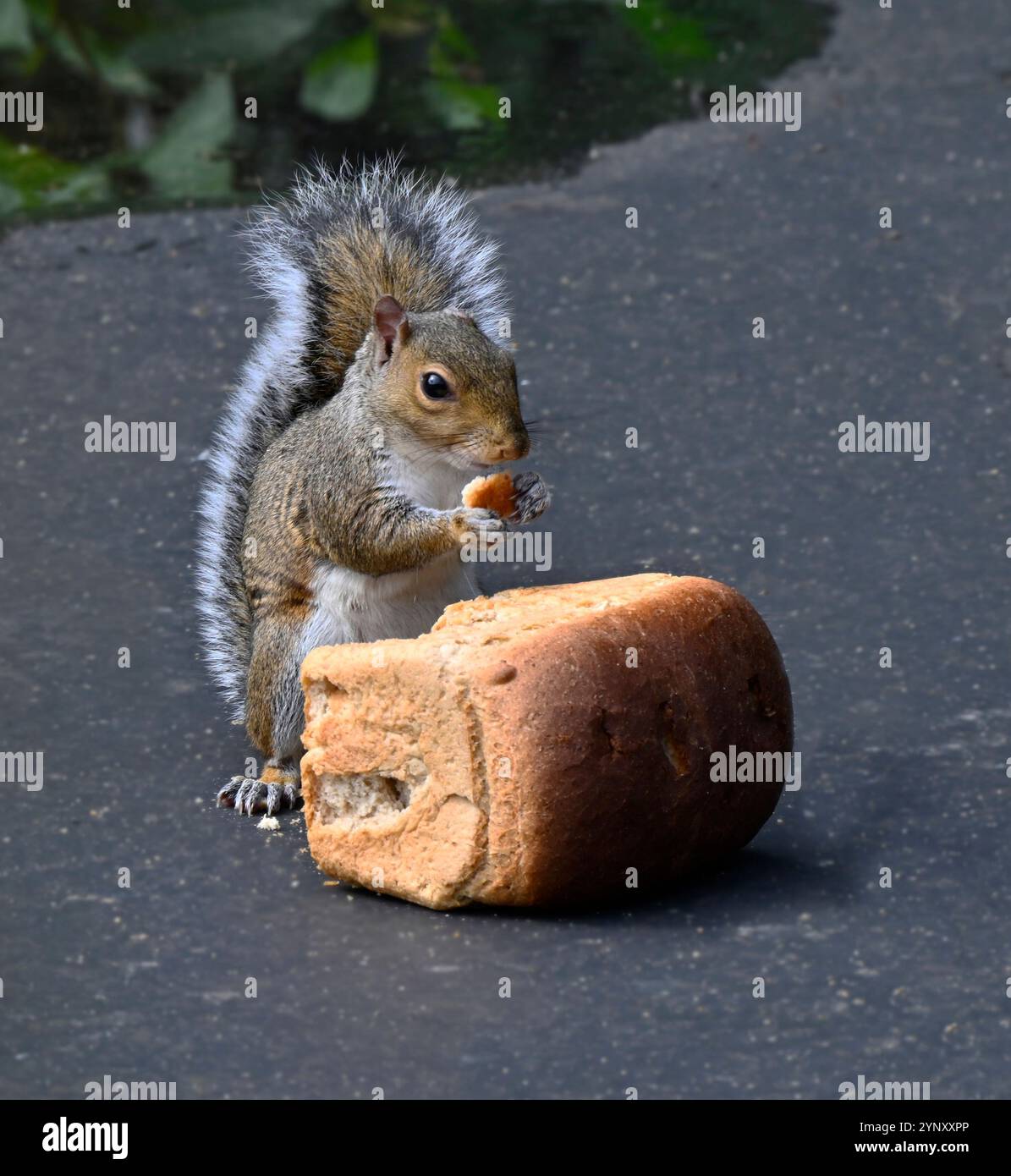 Eine Dreiviertelansicht eines Eichhörnchens mit grauem Baum, das ein Stück braunem Brot isst. Sciurus carolinensis. Nahaufnahme und gut fokussiert mit grauem Hintergrund. Stockfoto
