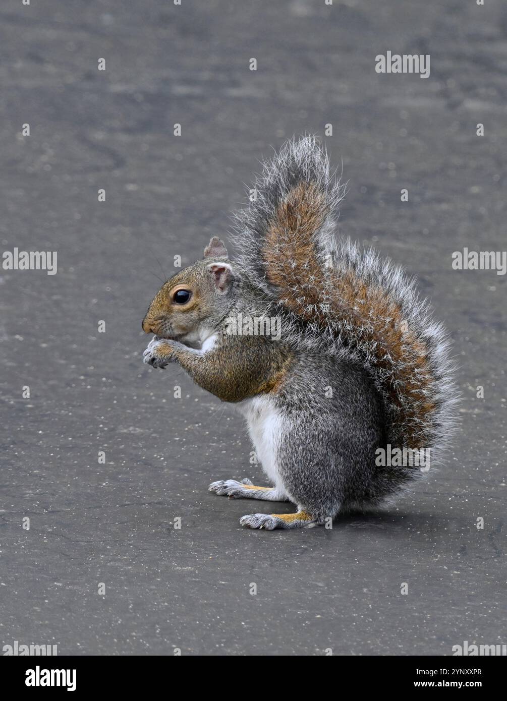 Ein graues Eichhörnchen, ein Baumhörnchen, das auf seinen Hinterbeinen steht und etwas isst. Sciurus carolinensis. Nahaufnahme, gut fokussiert, grauer Hintergrund. Stockfoto