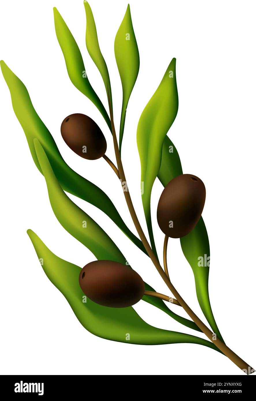 Ein grüner Olivenbaum mit drei Oliven drauf. Die Oliven sind grün und braun Stock Vektor