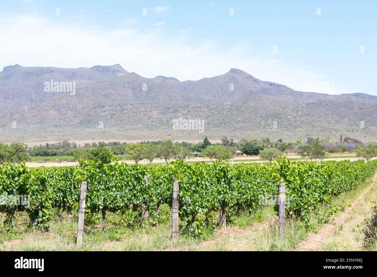 Weinberge auf dem Graham Beck Estate, das Cap Classique produziert, Robertson, Breede River Valley, Südafrika Stockfoto