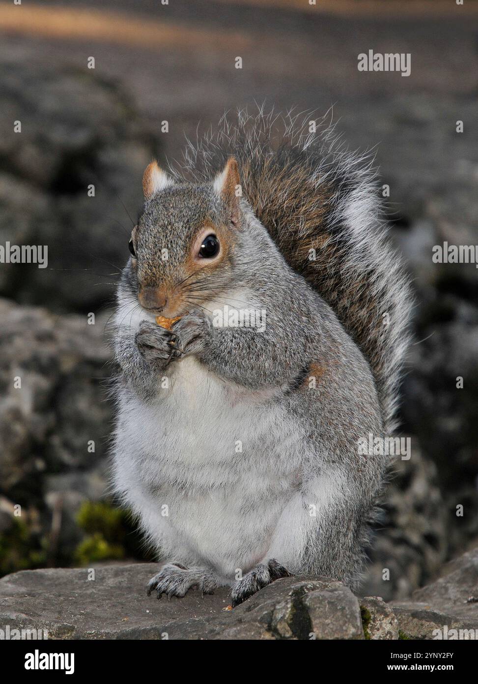 Ein graues Eichhörnchen, das auf einer Steinmauer steht und etwas isst. Eine gut fokussierte Vorderansicht mit Klauen und weißer Vorderseite vor einem unscharfen Hintergrund. Stockfoto