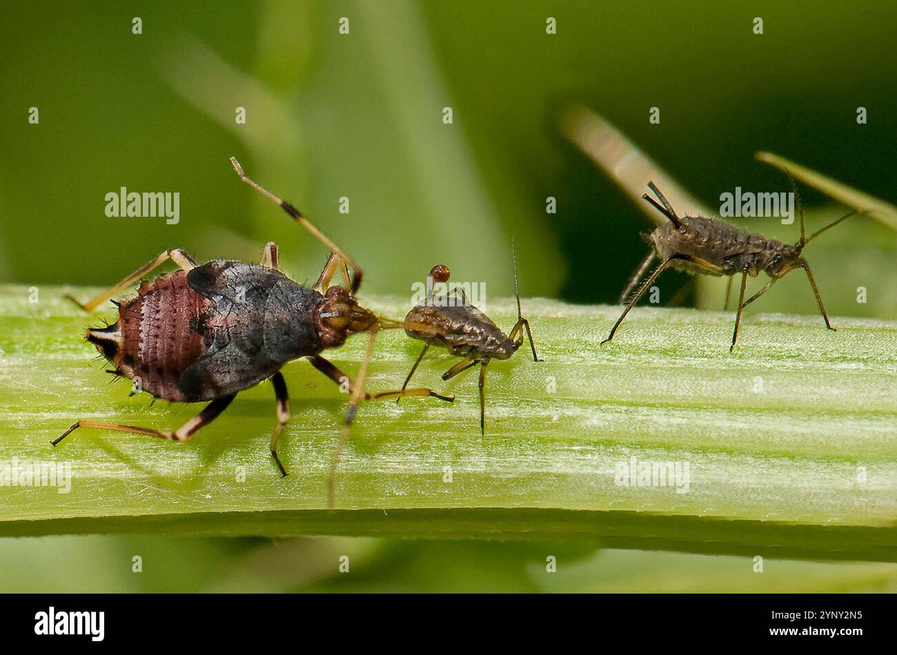 Eine Miriden-Insektennymphe, Deraeocoris ruber, ernährt sich von einem Blattlaus, während eine andere Blattlaus in der Nähe füttert. Erstaunliches Bild, das aus Nahaufnahme und gut fokussiert ist. Stockfoto