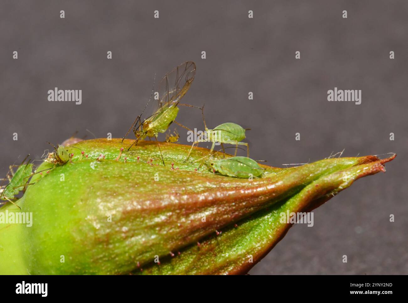 Geflügelte und flügellose Rosenläuse, Macrosiphum rosae, die sich von einer Rosenknospe ernähren. Ein lebender Blattlaus liegt immer noch auf dem Rücken, wo er fallen gelassen wurde. Stockfoto