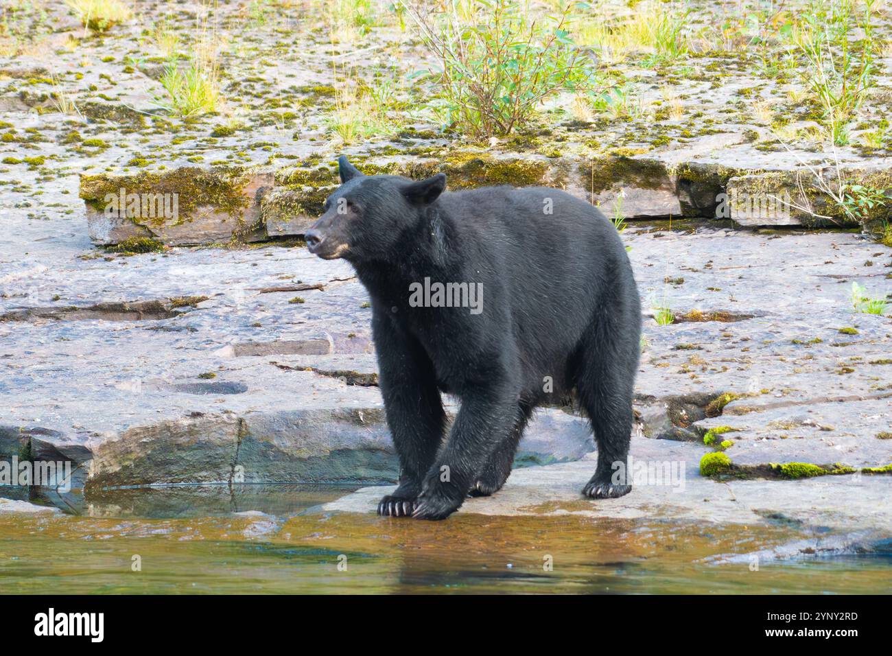 Schwarzbär, der an einem Fluss auf der Jagd auf Lachs steht, Vancouver Island, British Columbia, Kanada Stockfoto