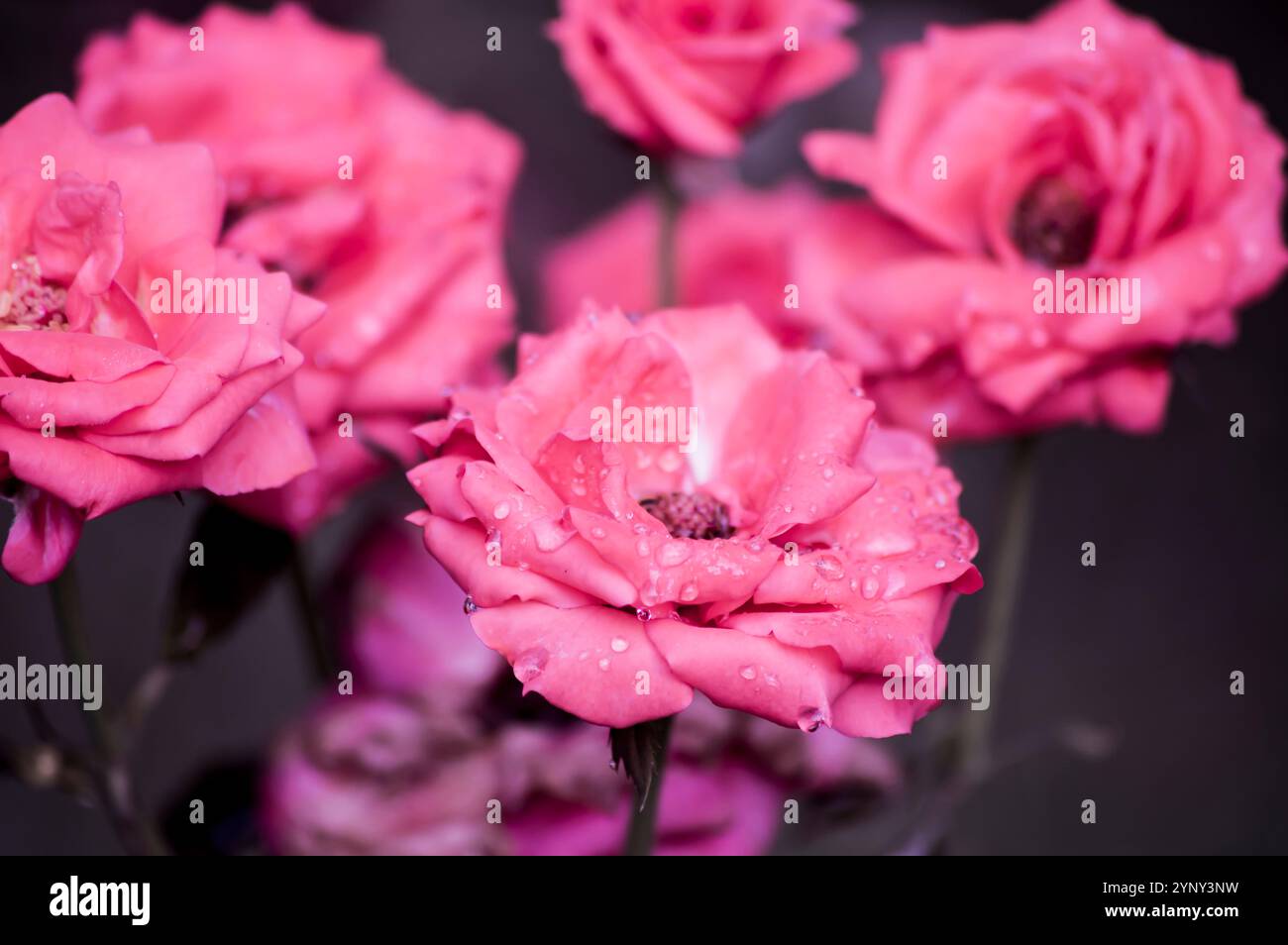 Farben der Naturblumen Stockfoto
