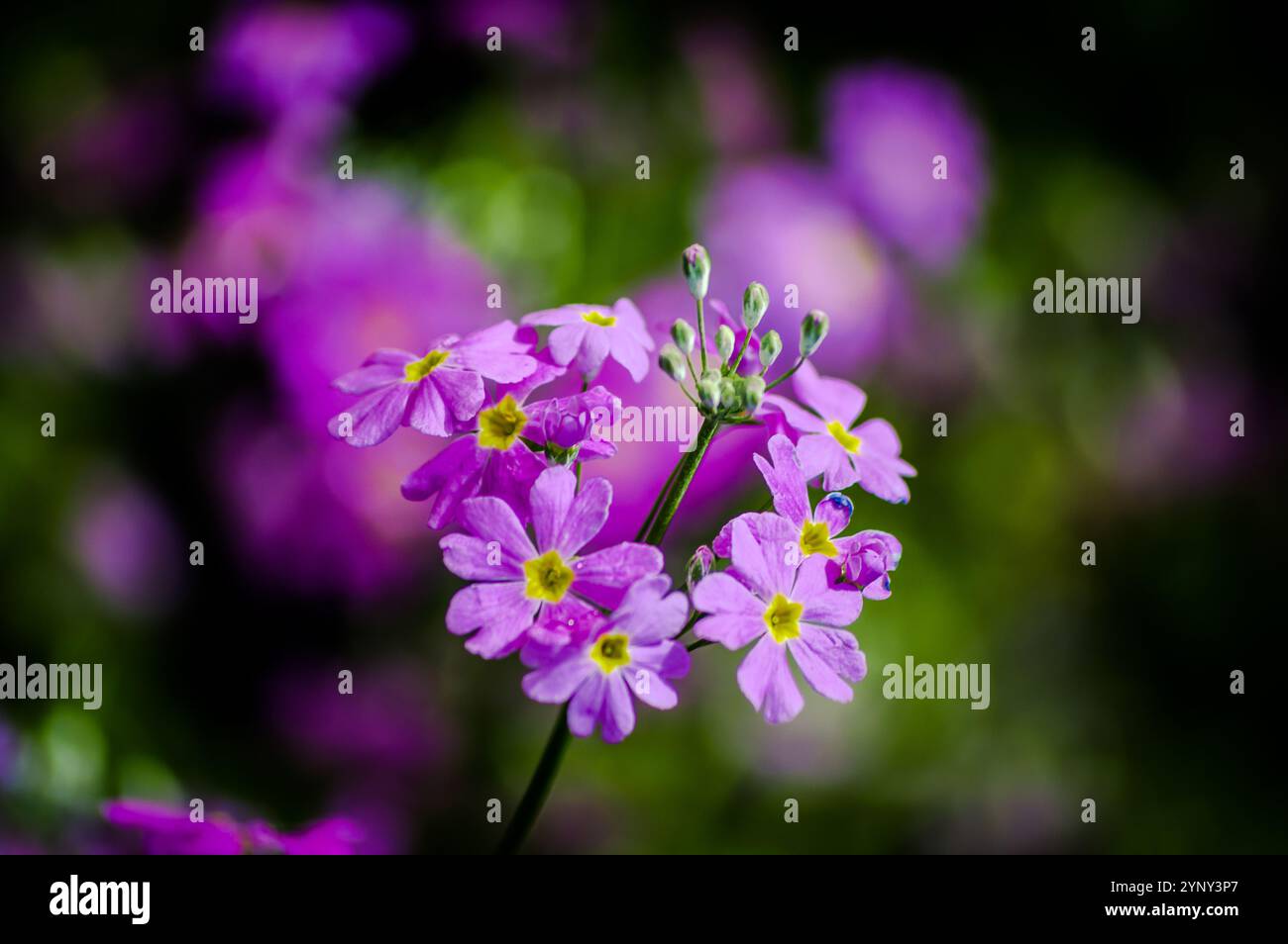 Farben der Naturblumen Stockfoto