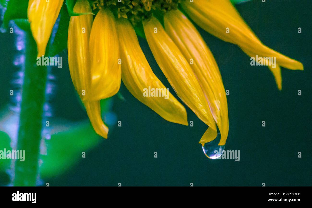 Farben der Naturblumen Stockfoto