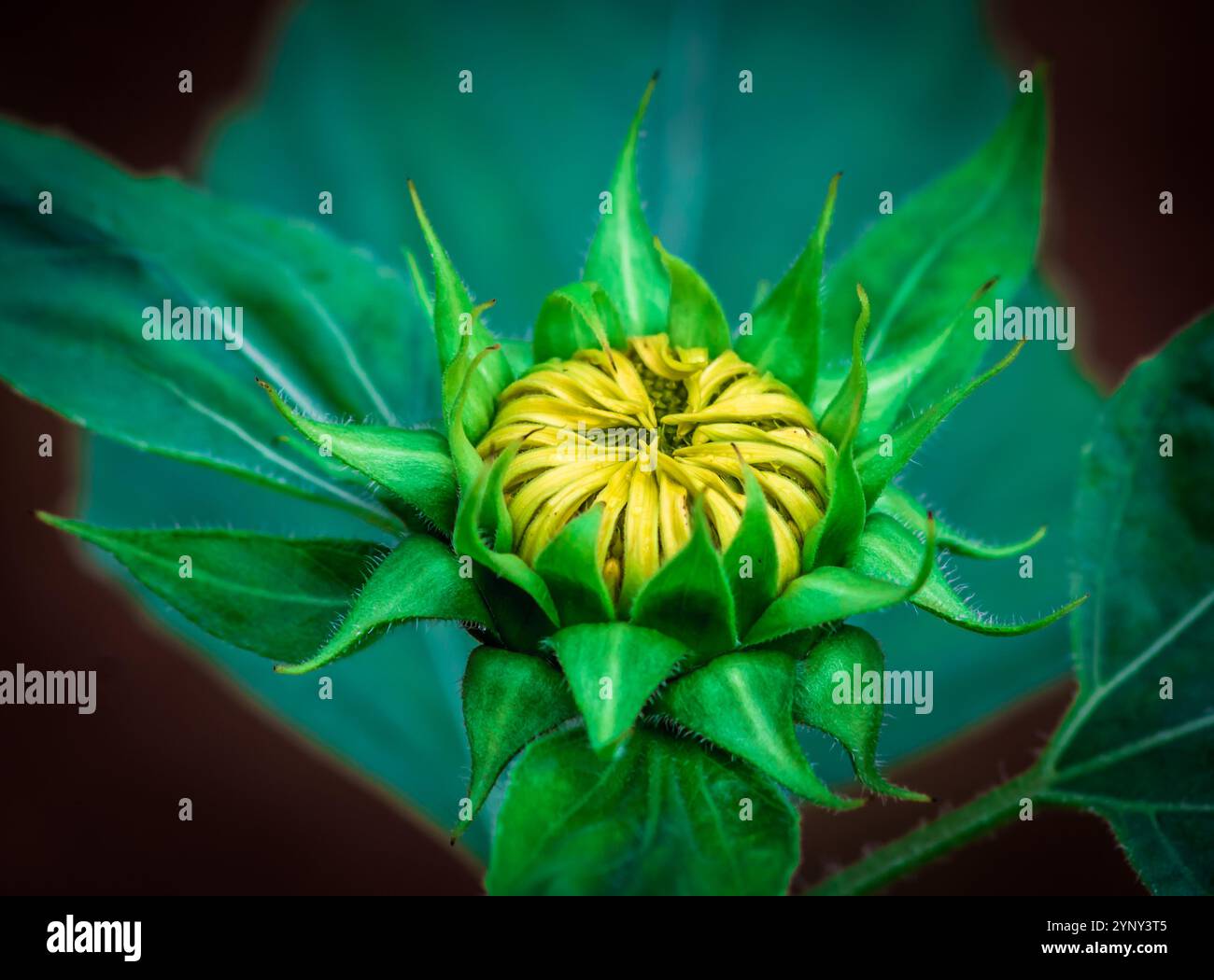 Farben der Naturblumen Stockfoto