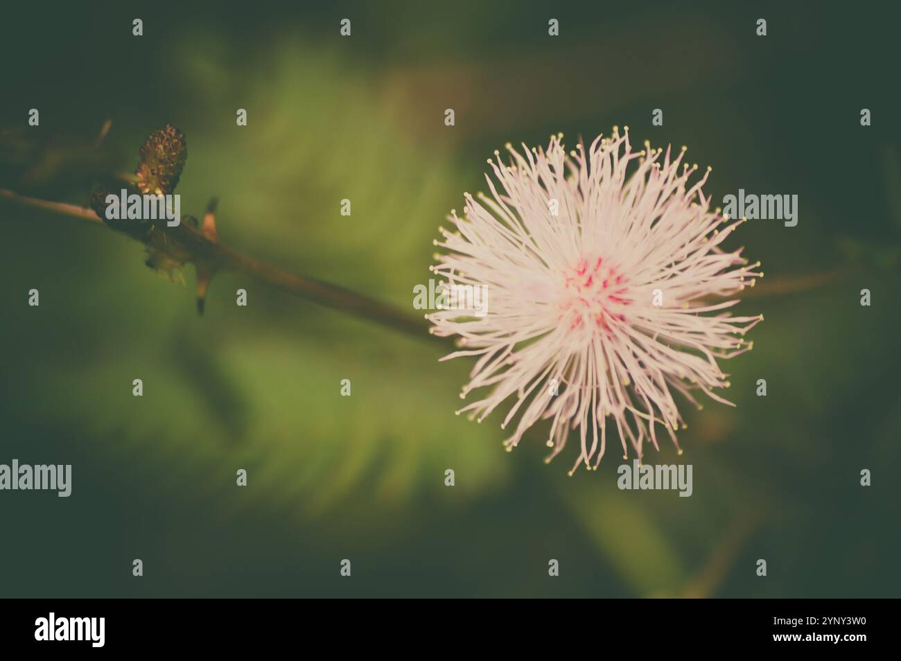 Farben der Naturblumen Stockfoto