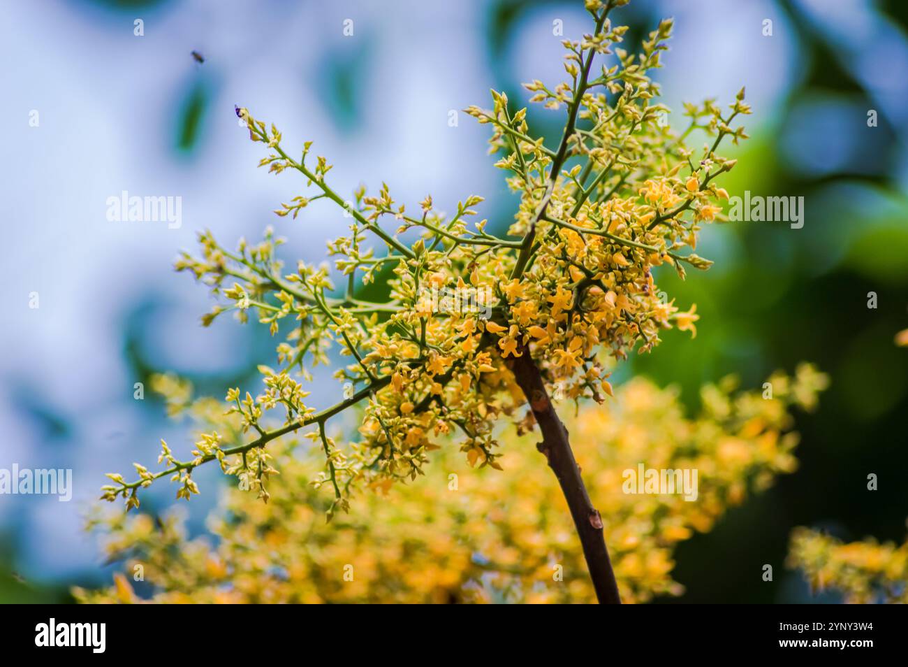 Farben der Naturblumen Stockfoto