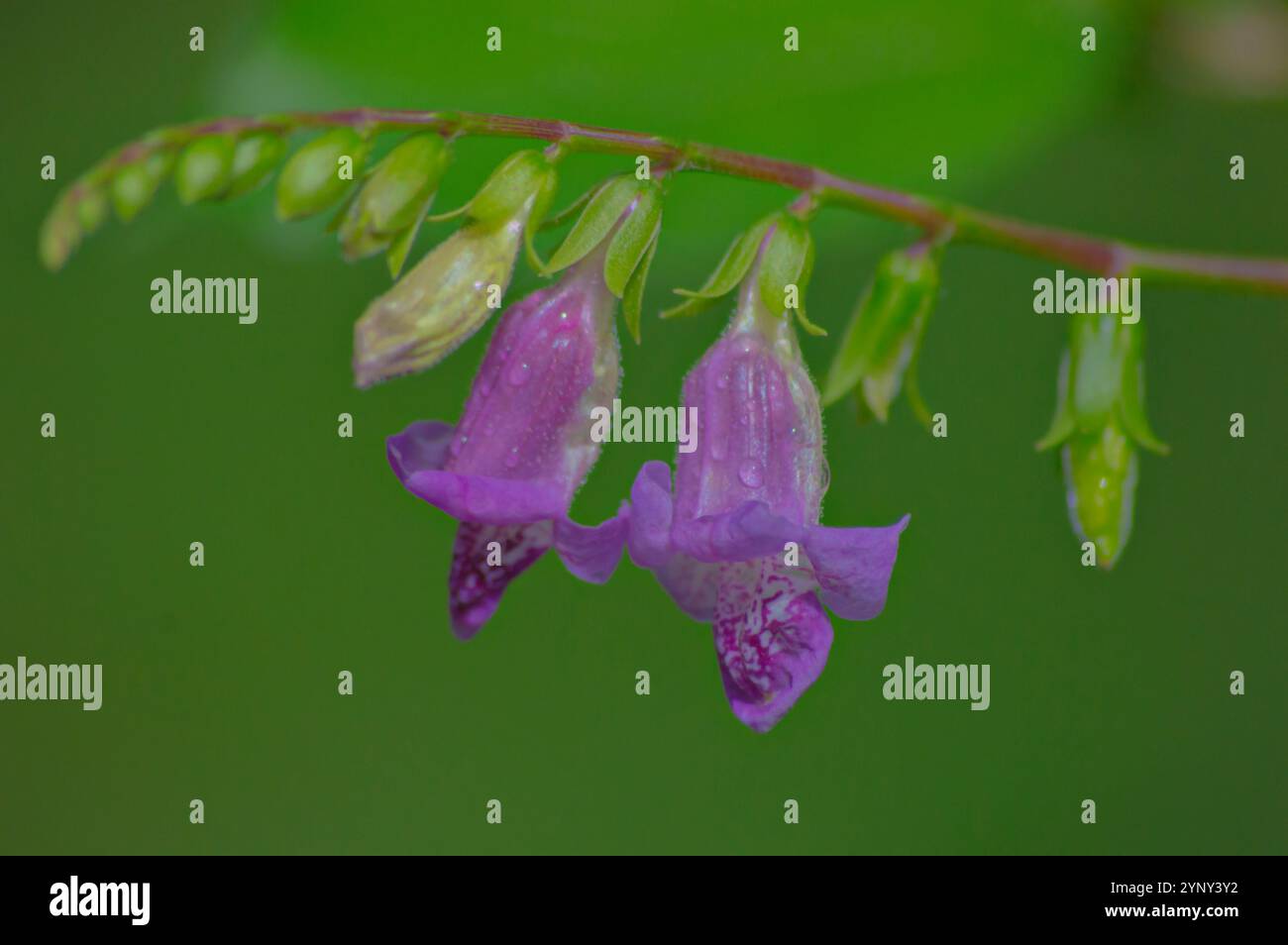 Farben der Naturblumen Stockfoto