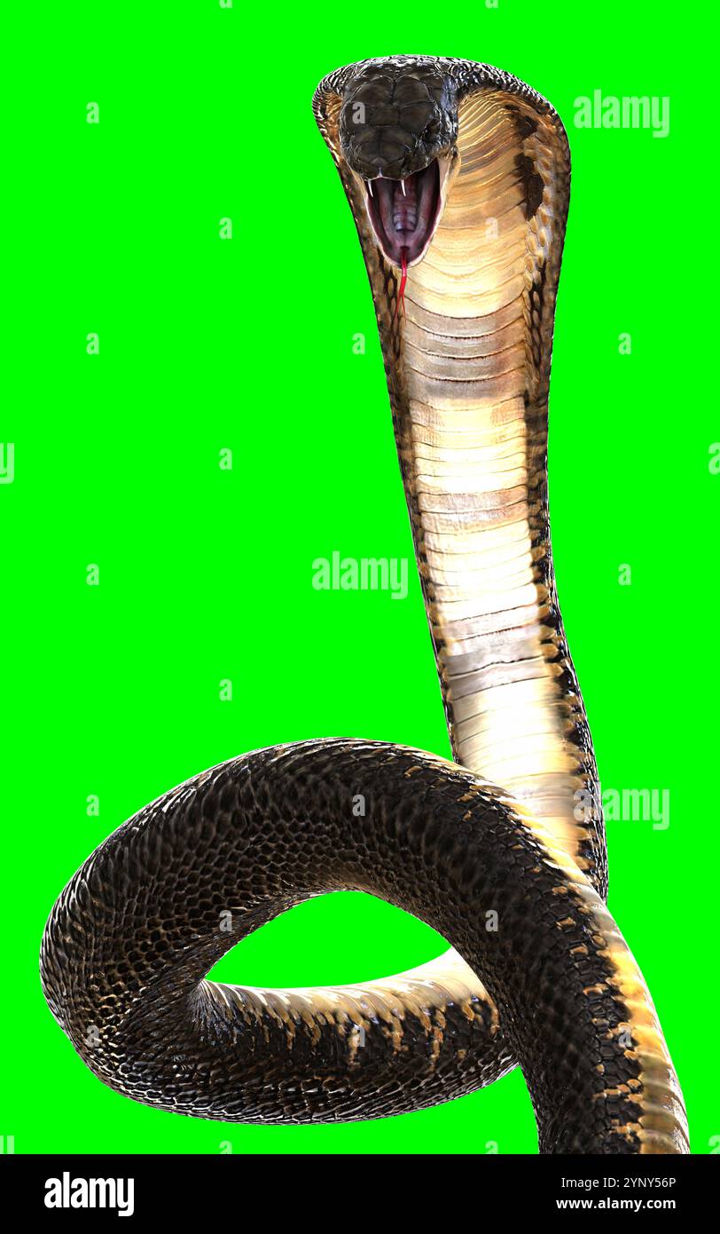 3D-Illustration der majestätischen Kobra: Eleganz und Gefahr isolieren auf grünem Hintergrund Stockfoto