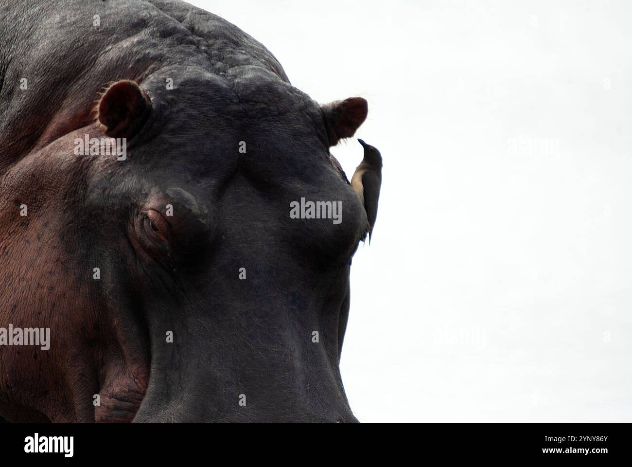 Nahaufnahme eines Ochsenpechs auf dem Kopf eines Hippos, Kruger-Nationalpark, Südafrika Stockfoto