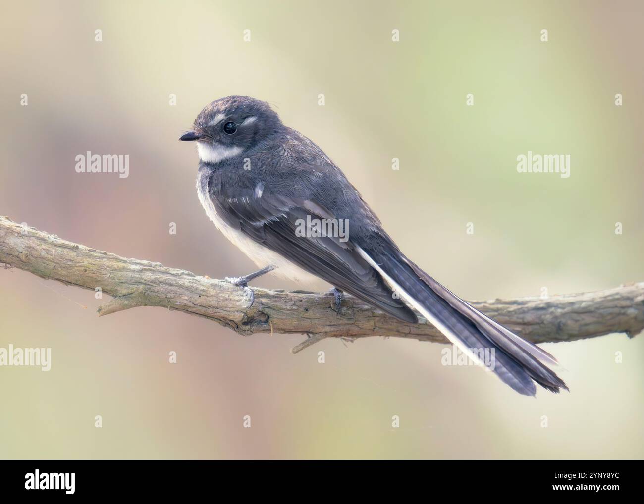 Nahaufnahme eines wilden grauen Fantail-Vogels (Rhipidura albiscapa), der auf einem Zweig mit verschwommenem Hintergrund thront, Victoria, Südosten Australiens, Australien Stockfoto