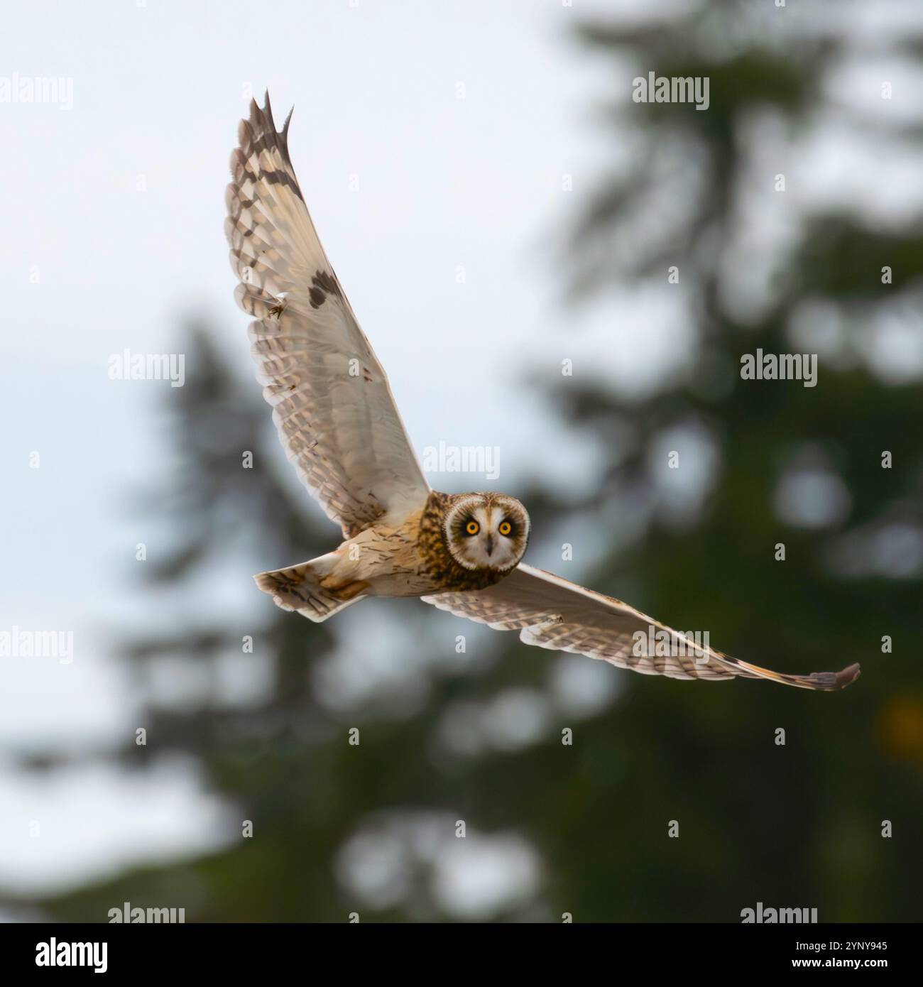 Nahaufnahme einer Kurzohr-Eulen im Flug, British Columbia, Kanada Stockfoto