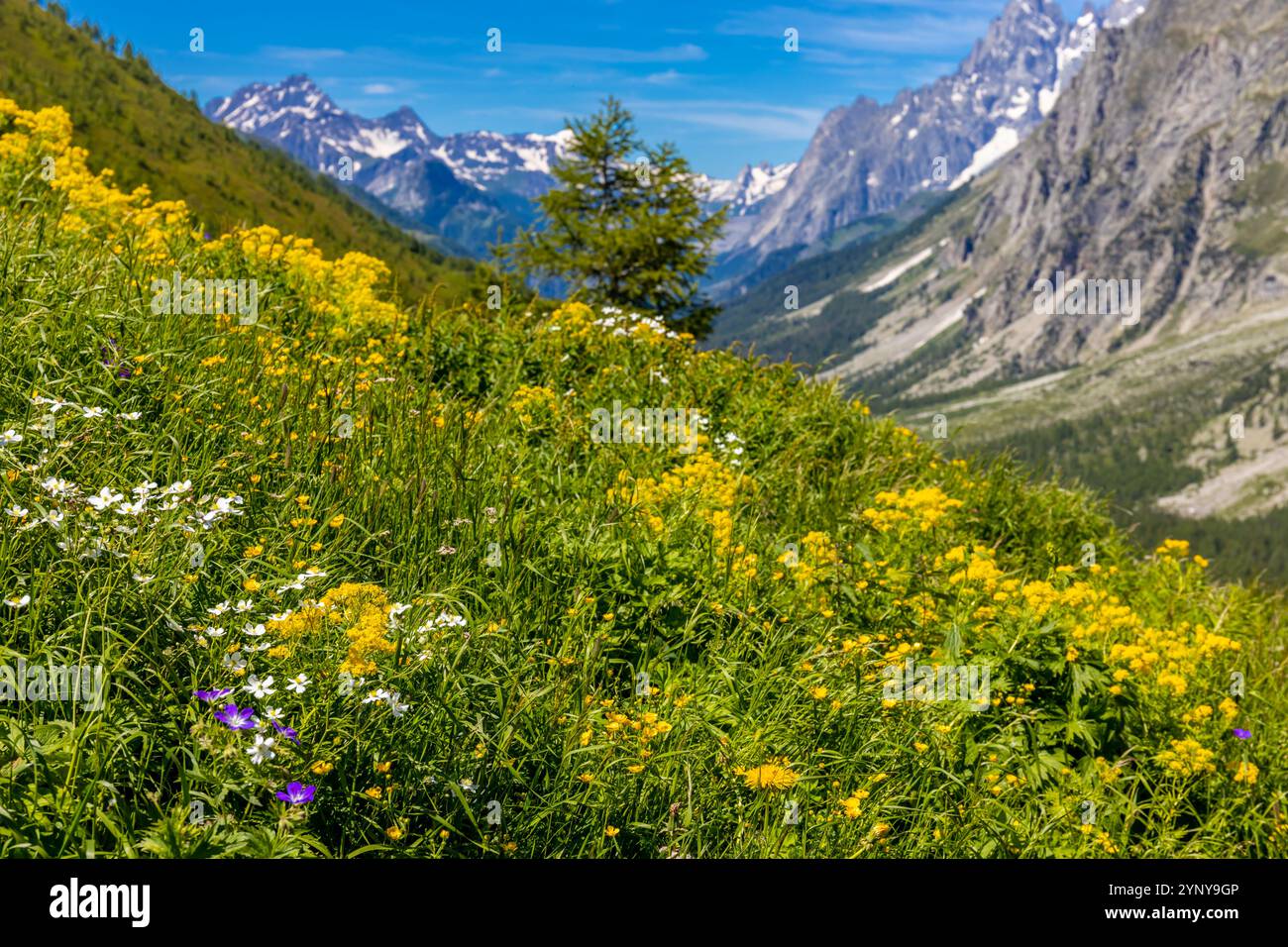 Berglandschaft Val Ferret in den Alpen. Tour du Mont Blanc wunderschöne Panoramaaussicht vom Wanderweg auf dem Weg von Itlay in die Schweiz Stockfoto Berglandschaft Val Ferret in den Alpen. Tour du Mont Blanc wunderschöne Panoramaaussicht vom Wanderweg auf dem Weg von Itlay in die Schweiz Stockfoto