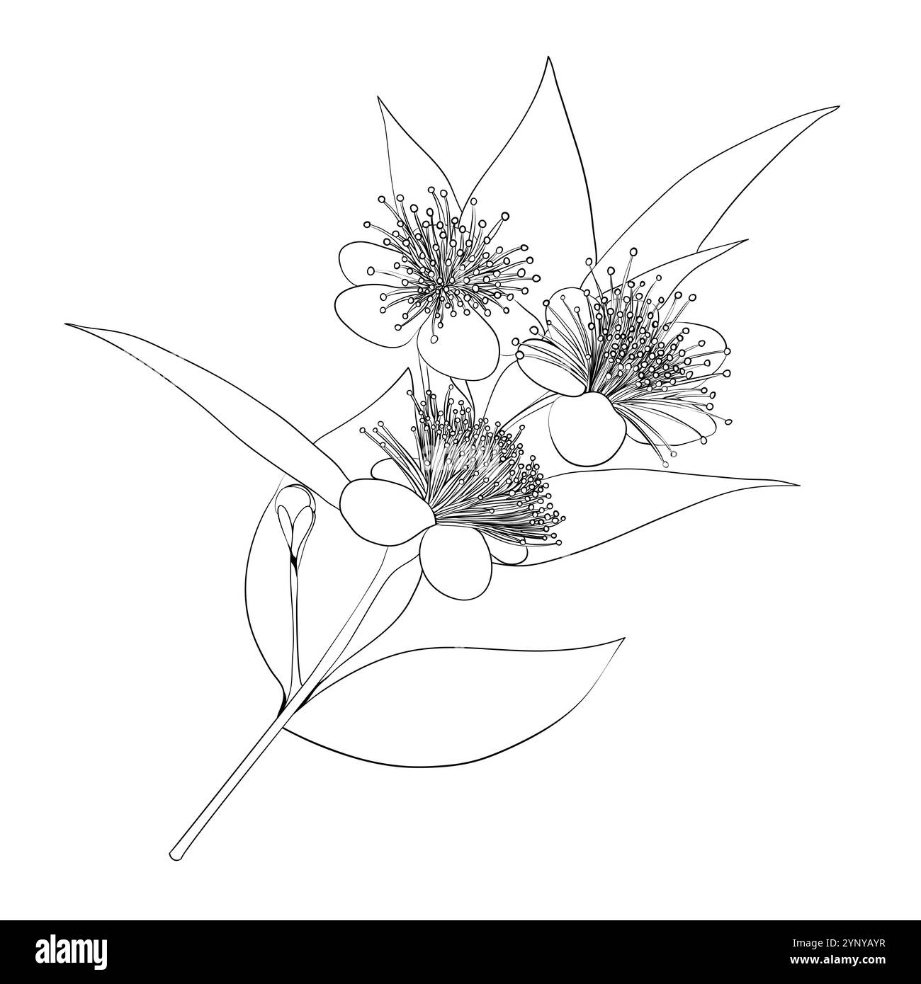 Myrrhe. Eine Basisnote in der Parfümerie. Pflanzliches aromatisches Öl zur Herstellung von Parfums. Umrissdarstellung. Stock Vektor