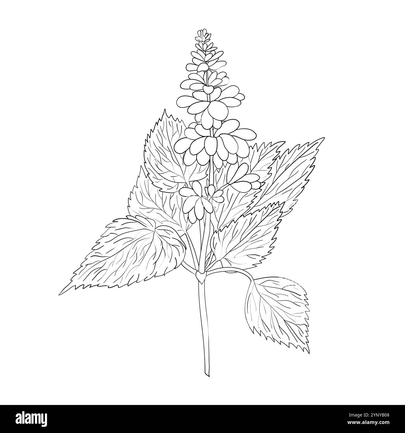 Patchouli. Eine Basisnote in der Parfümerie. Pflanzliches aromatisches Öl zur Herstellung von Parfums. Umrissdarstellung. Stock Vektor