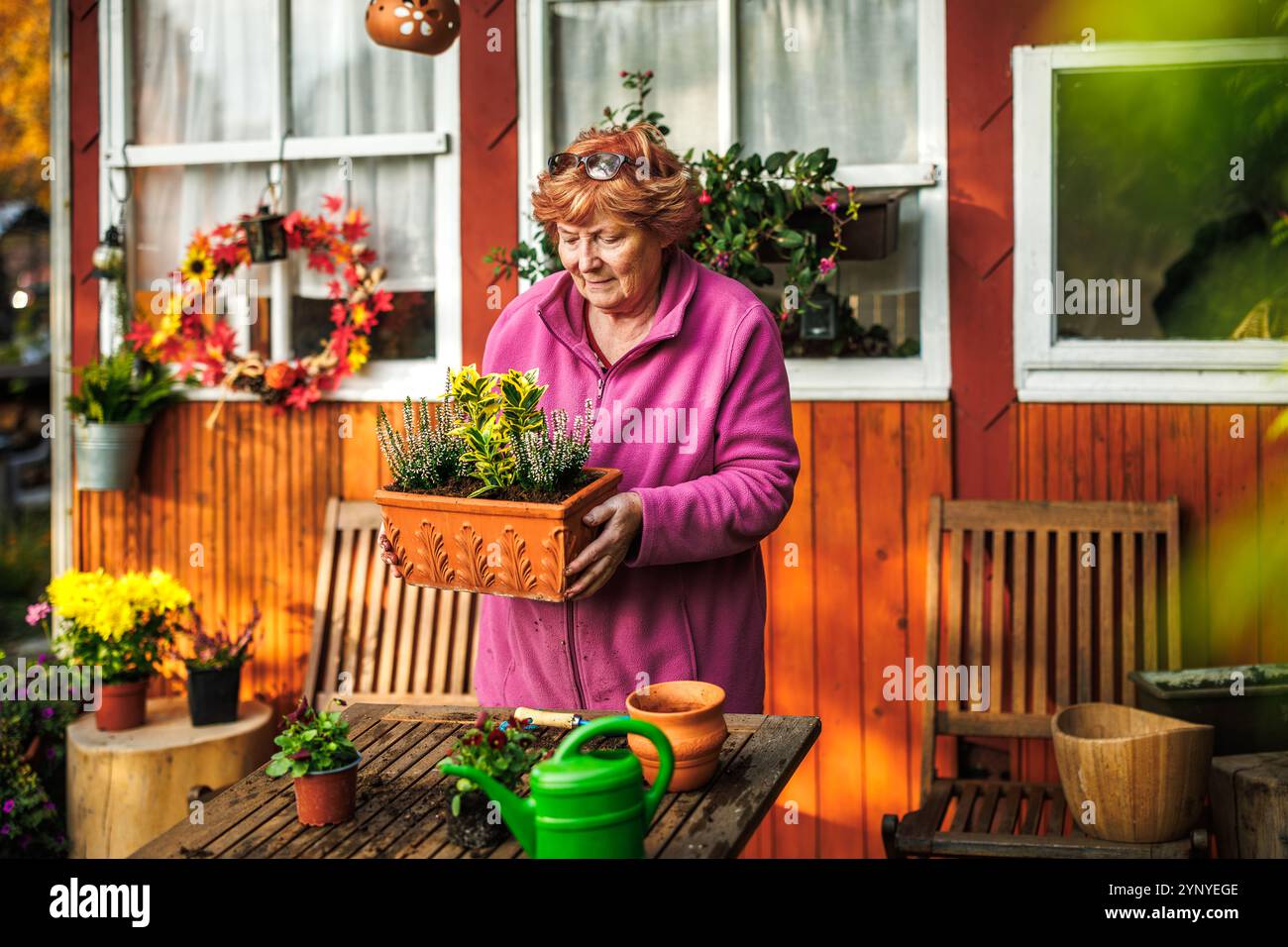 Glückliche Seniorin pflanzt grüne Pflanze und Heidekraut in Blumentopf. Gartenarbeit zur Herbstdekoration Stockfoto