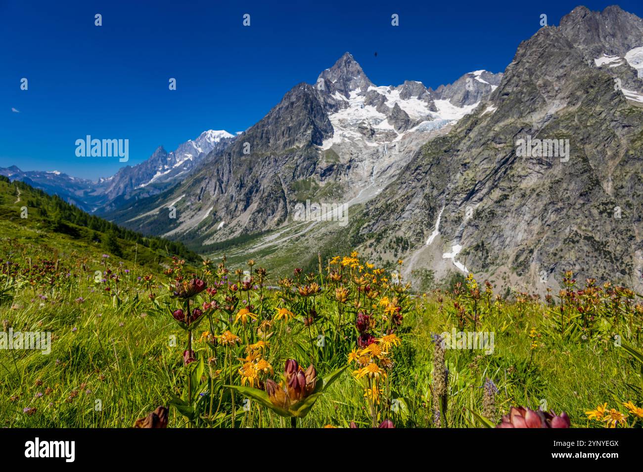 Berglandschaft Val Ferret in den Alpen. Tour du Mont Blanc wunderschöne Panoramaaussicht vom Wanderweg auf dem Weg von Itlay in die Schweiz Stockfoto Berglandschaft Val Ferret in den Alpen. Tour du Mont Blanc wunderschöne Panoramaaussicht vom Wanderweg auf dem Weg von Itlay in die Schweiz Stockfoto