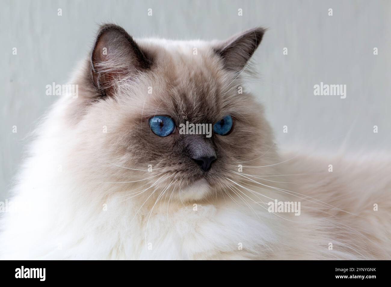 Niedliche Haustier-Ragdoll-Katze. Haustier. Stockfoto
