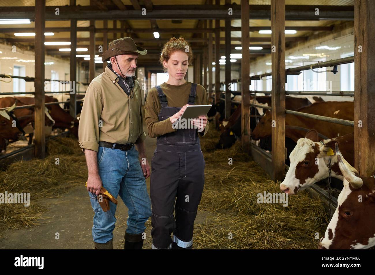 Reifer männlicher Landwirt in Casualwear und Cowboyhut, der neben jungen weiblichen Arbeitern der Viehzucht mit Tablette steht Stockfoto