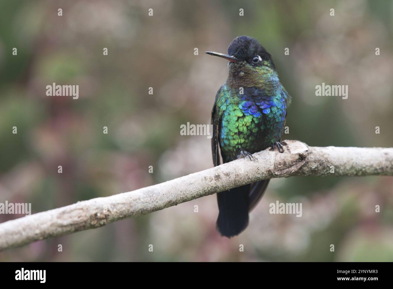 Feuerlöscher Kolibri (Panterpe insignis), Parque National Los Quetzales, Costa Rica, Mittelamerika Stockfoto