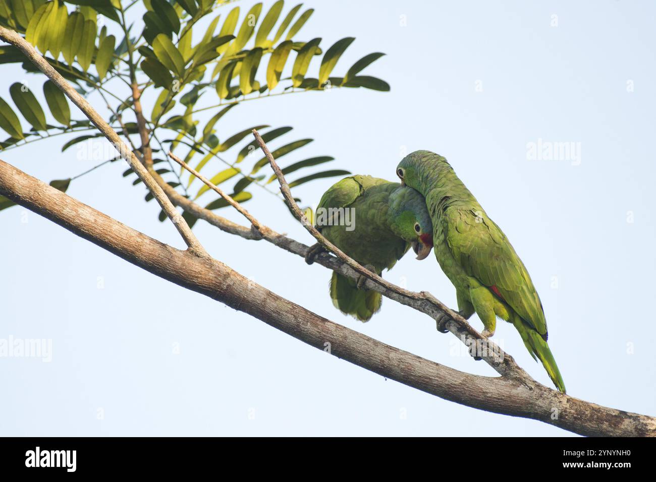 Amazonas mit roter Front (Amazona autumnalis), Costa Rica, Mittelamerika Stockfoto