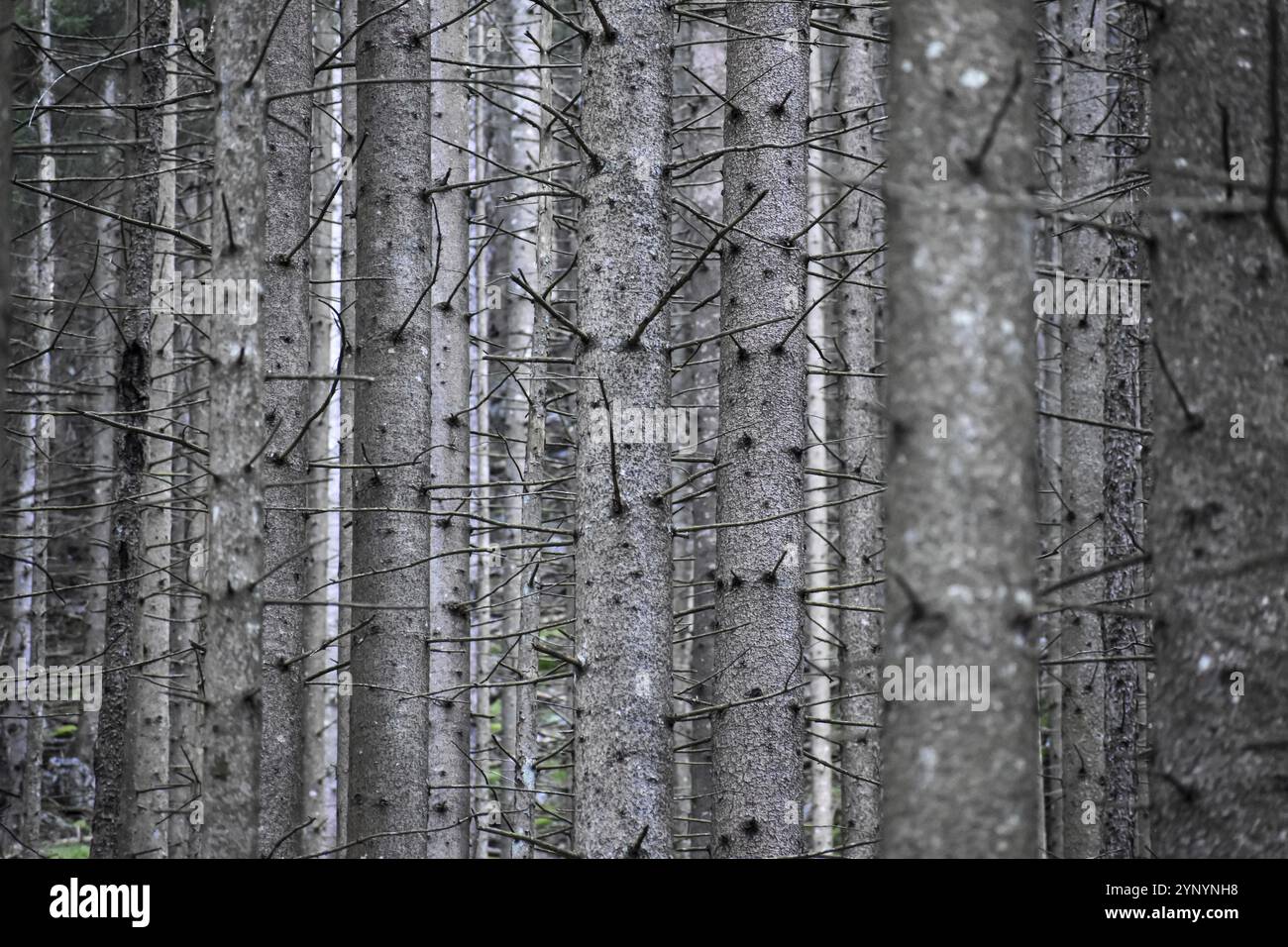 Fichtenmonokultur im Nationalpark Berchtesgaden, abstrakt, Symbol für unnatürlichen Wald, Forstwirtschaft, anfällig für Klimawandel, Bayern, Deutschland, EUR Stockfoto