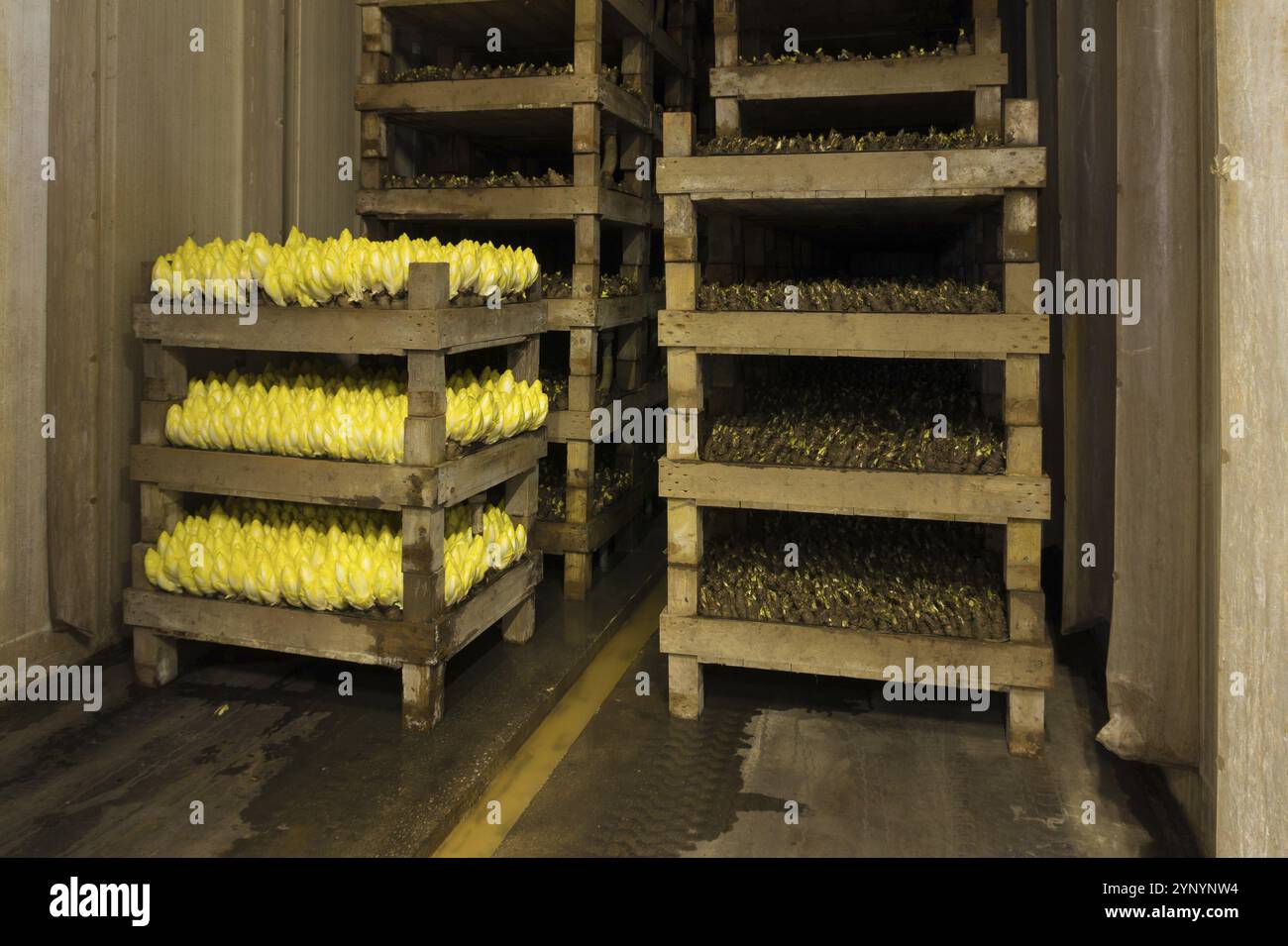 Anbau und Ernte von Zichorien Stockfoto