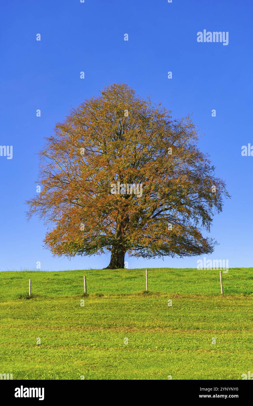Ein großer Baum auf einer grünen Wiese mit Herbstblättern unter blauem Himmel, Kupferbuche (Fagus sylvatica) im Herbst, Rieden am Forggensee, Ostallgaeu, Allgae Stockfoto