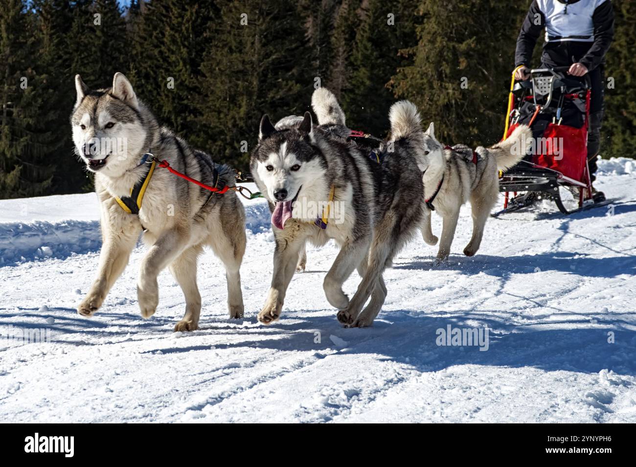 Schlittenhund-Szene in den italienischen alpen Stockfoto