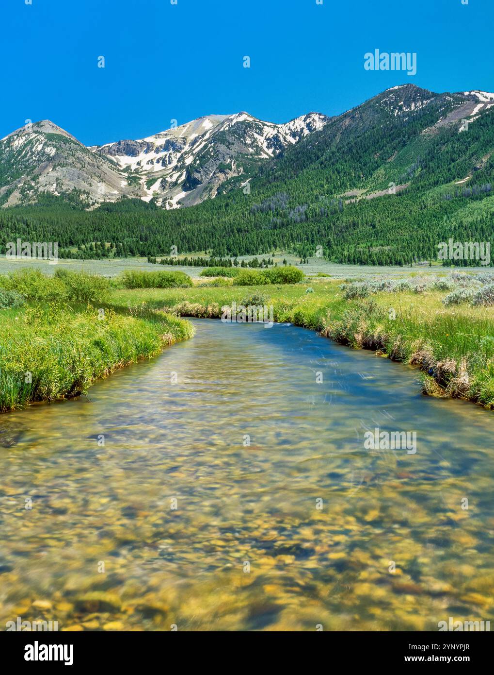 Der verdammt brüllende Bach unterhalb der hundertjährigen Berge am Red Rock Pass in der Nähe des Seeblicks, montana Stockfoto