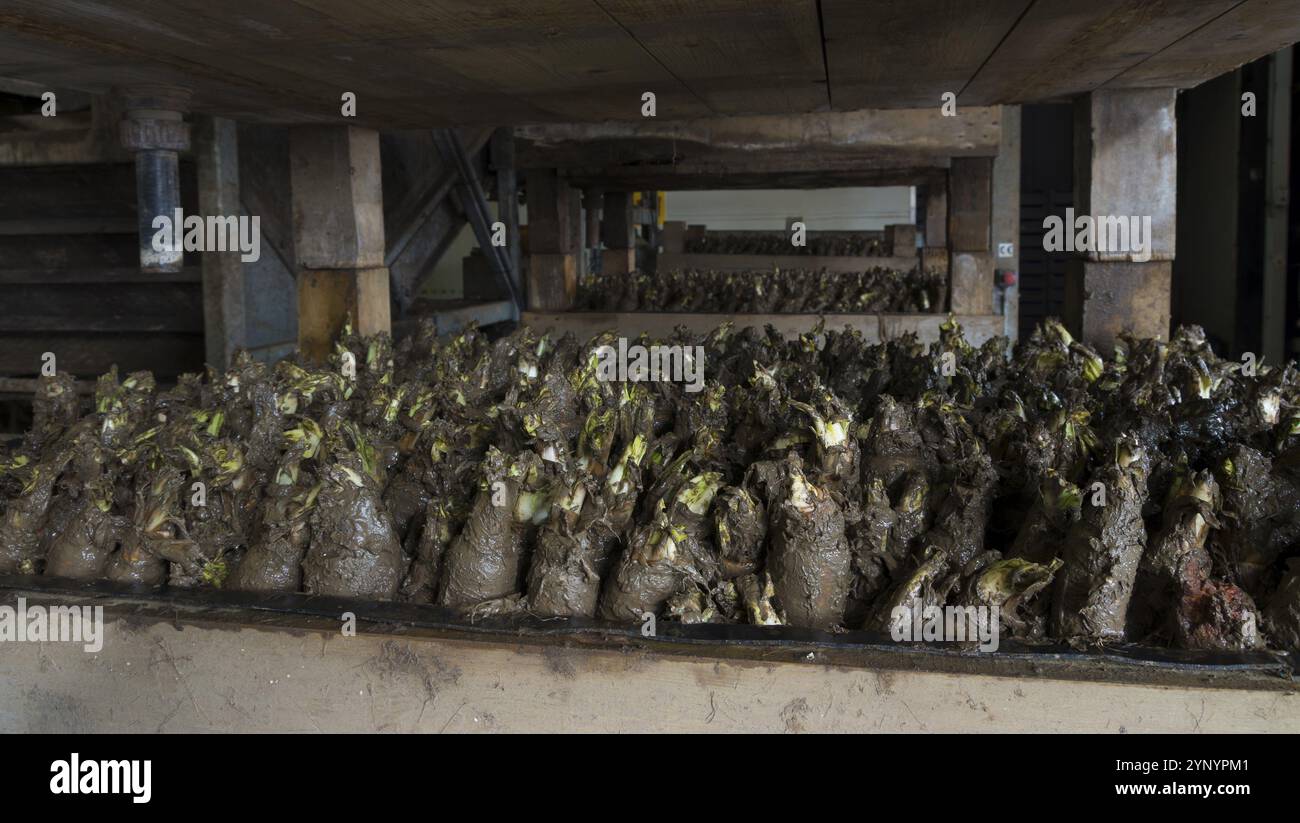 Anbau und Ernte von Zichorien Stockfoto