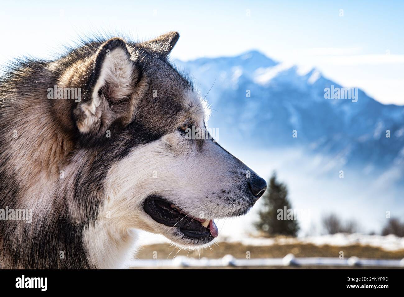 Alaska Malamute Nahaufnahme des Kopfes Stockfoto