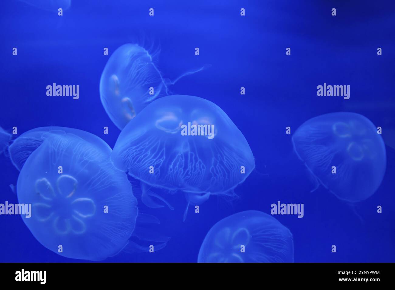 Nahaufnahme einer Qualle in einem Aquarium Stockfoto