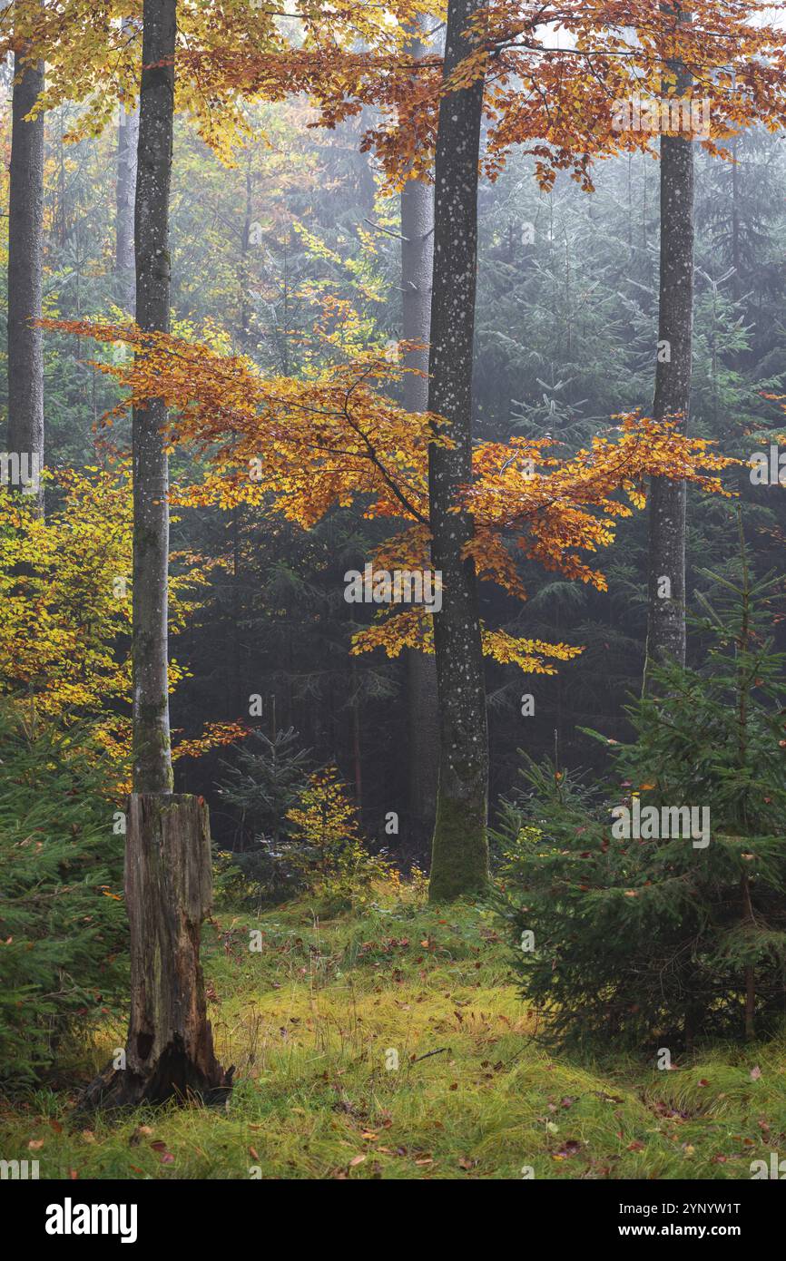 Herbstfarben tief in den Wald mit Nebel am Morgen in Baden-württemberg Stockfoto