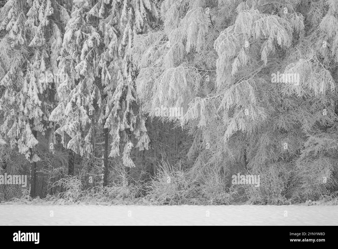 Hartholz und Weichholz, das im Winter von tiefem Reifrost mit Schnee und Eis bedeckt ist Stockfoto