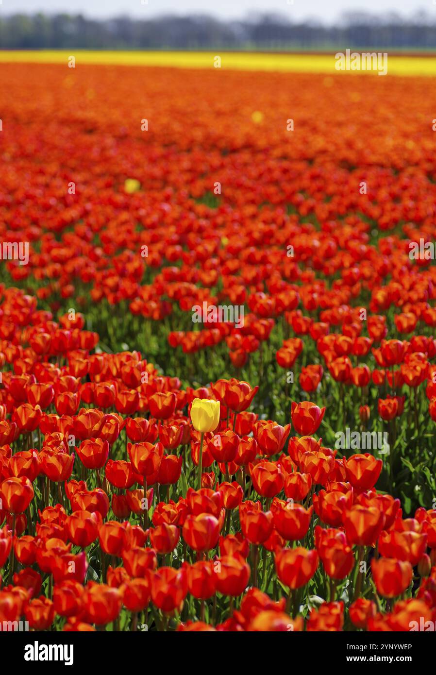 Einzelne gelbe Tulpe auf einem Feld mit roten Tulpen Stockfoto