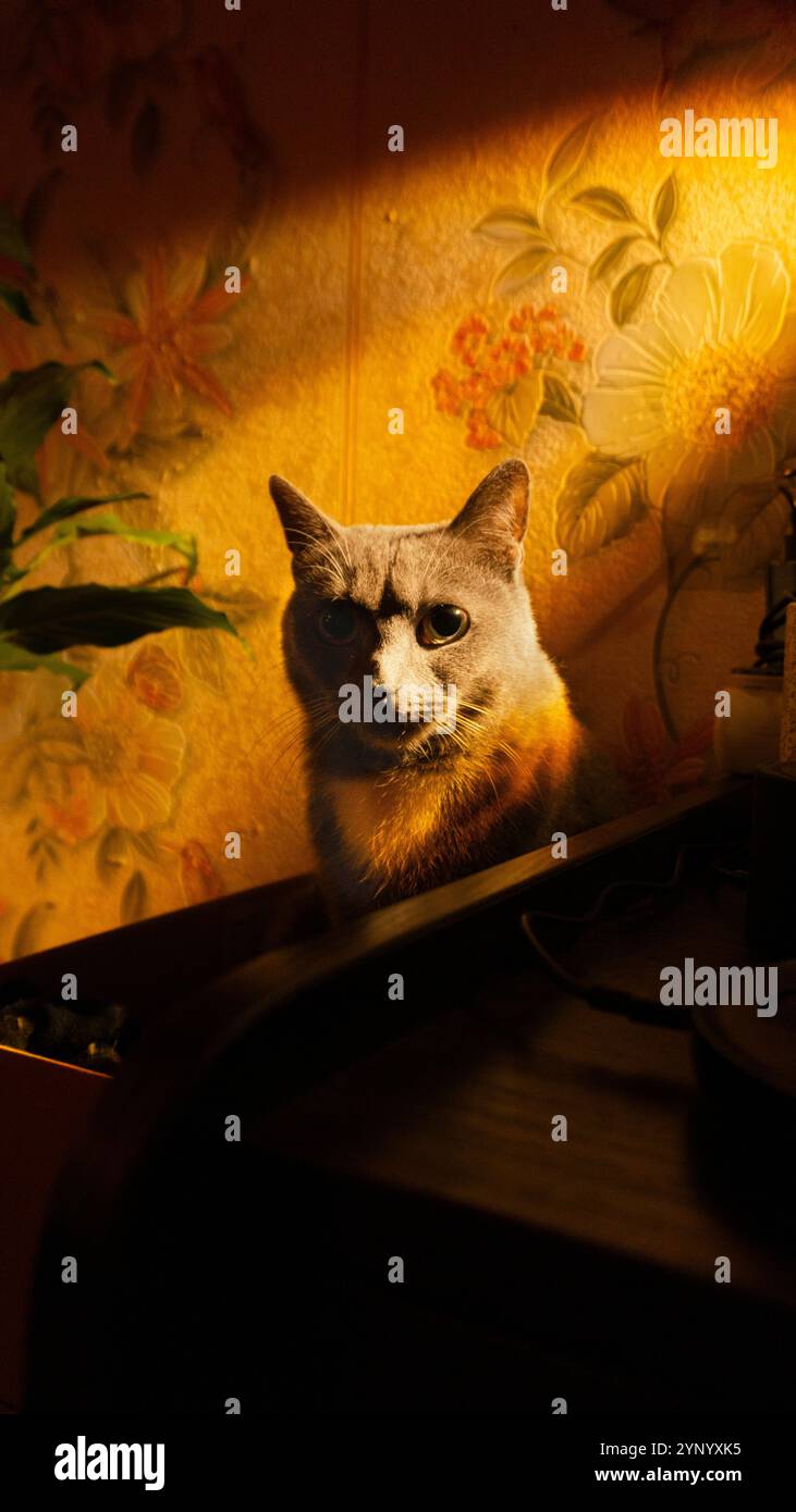 Ein dramatisches Porträt einer Katze, beleuchtet durch warmes Licht, das Schatten erzeugt. Die Katze blickt rätselhaft, mit Vintage-Blumentapete im Hintergrund. Stockfoto