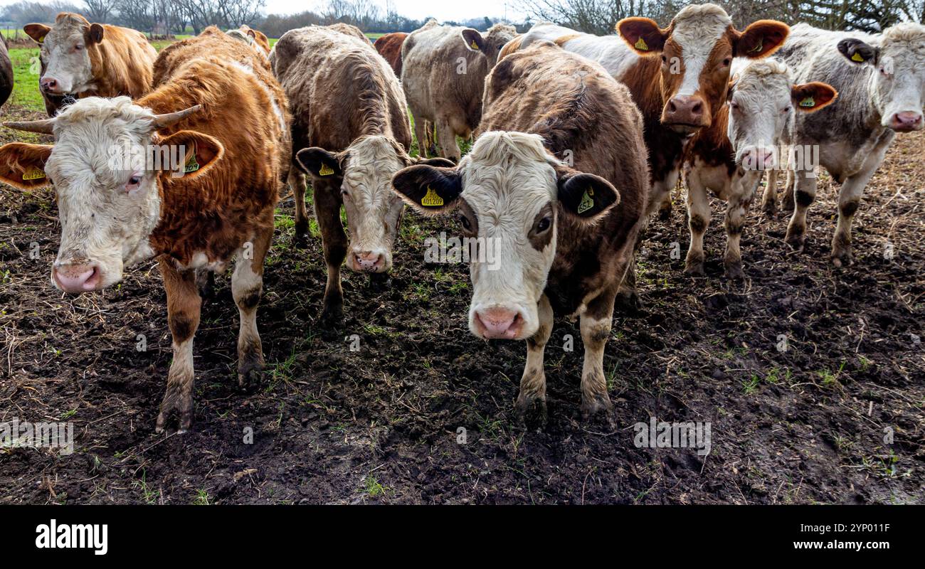 Kühe nähern sich! Stockfoto